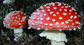cogumelos